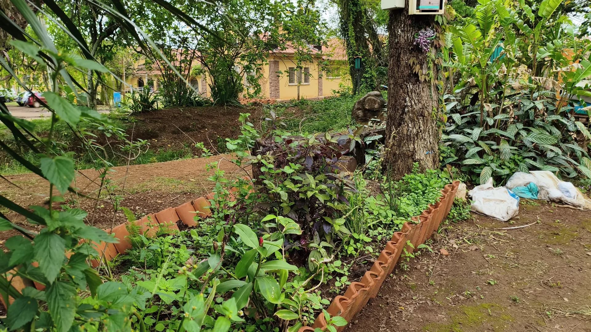 Canteiro de Aromáticas