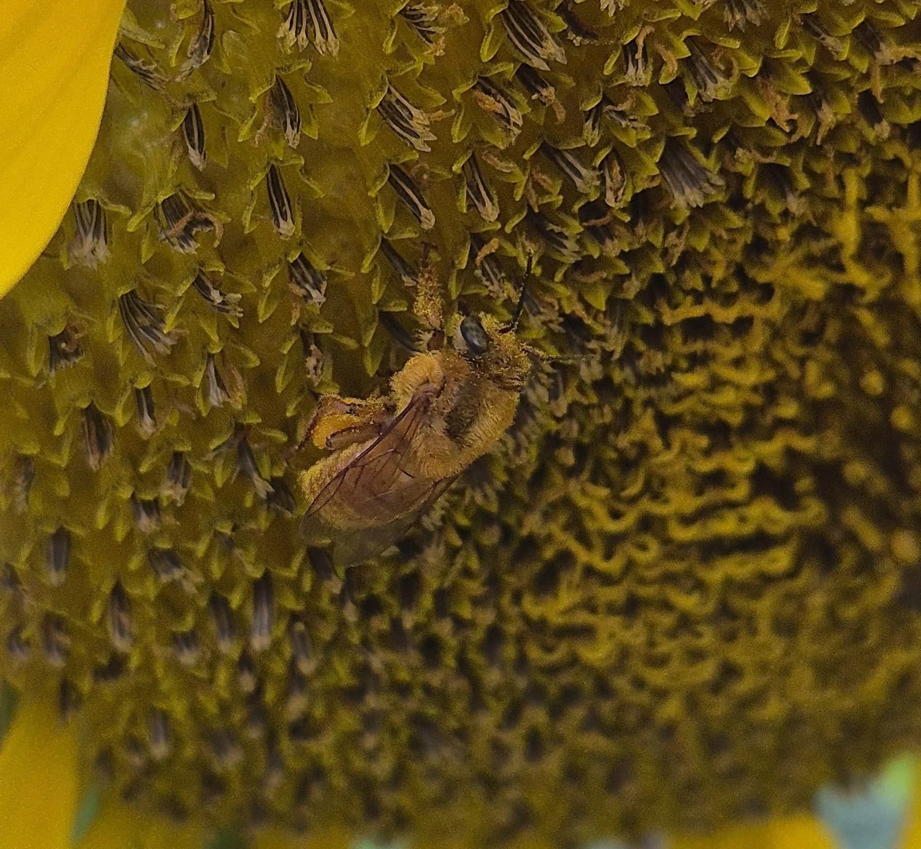 Bugia coletando pólen no miolo de um girassol