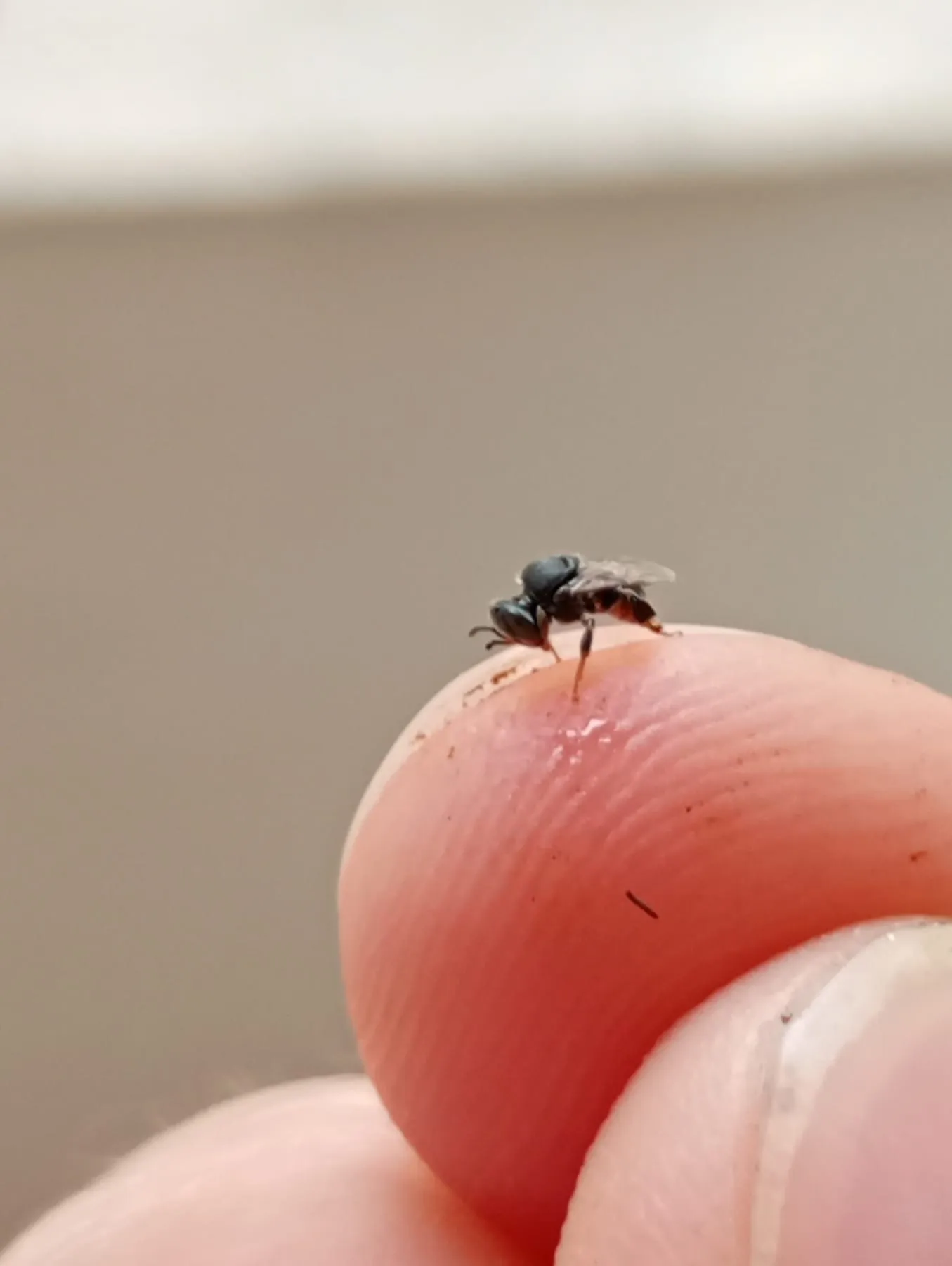 Mirim-preguiça pousada na ponta de um dedo, hábito que rendeu o apelido lambe-suor