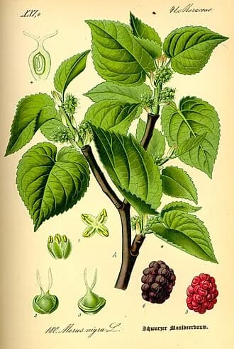 Amora