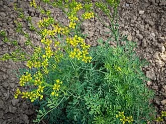 Arruda