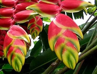 Bananeira-ornamental