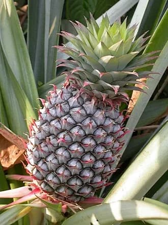 Bromélia
