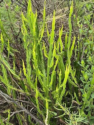 Carqueja