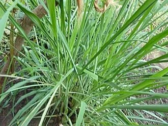 Citronela