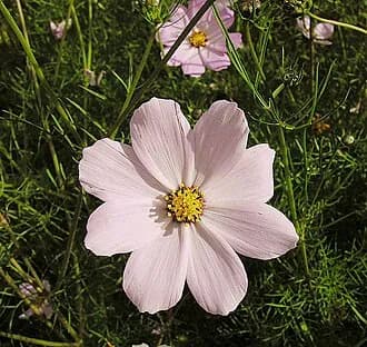 Cosmos