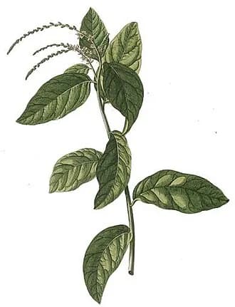 Guiné