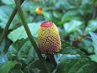 Jambu