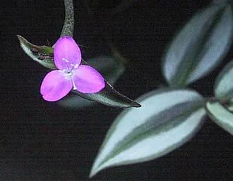 Lambari-roxo