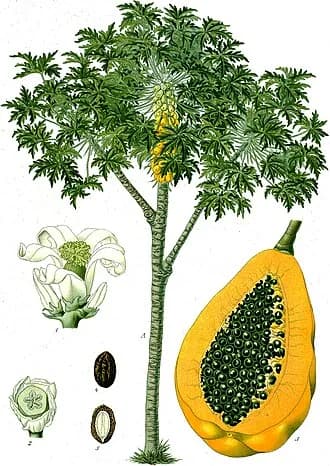 Mamoeiro
