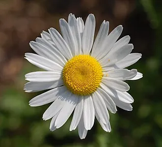 Margarida-do-campo