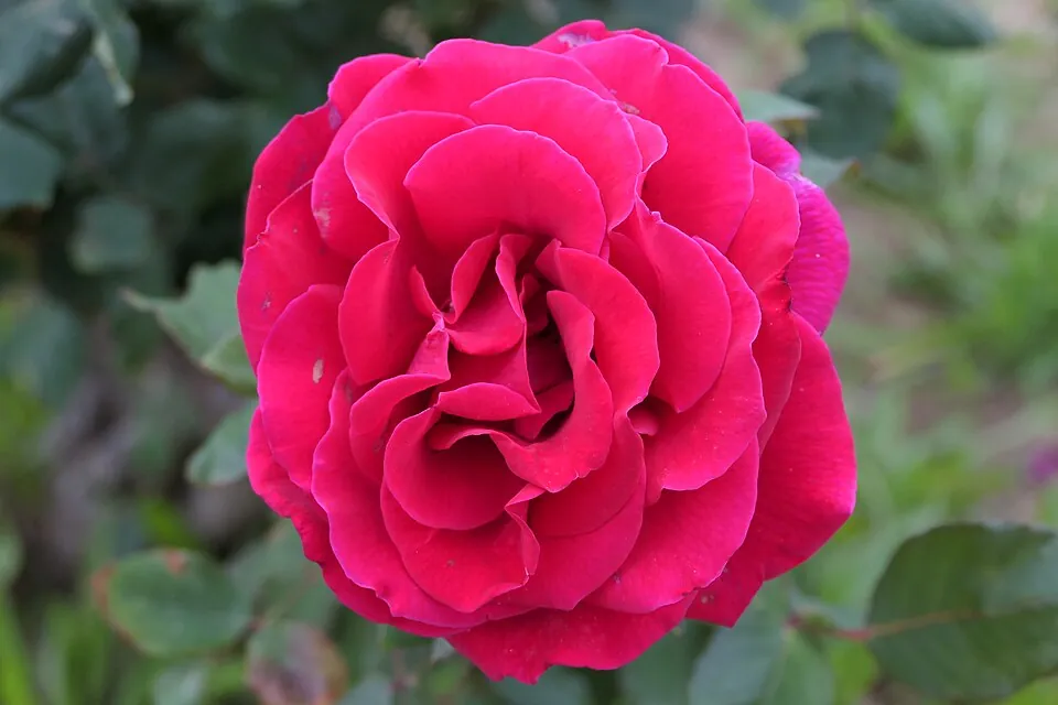 Rosa-vermelha