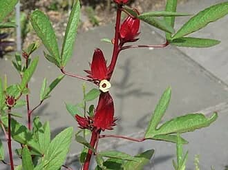 Vinagreira