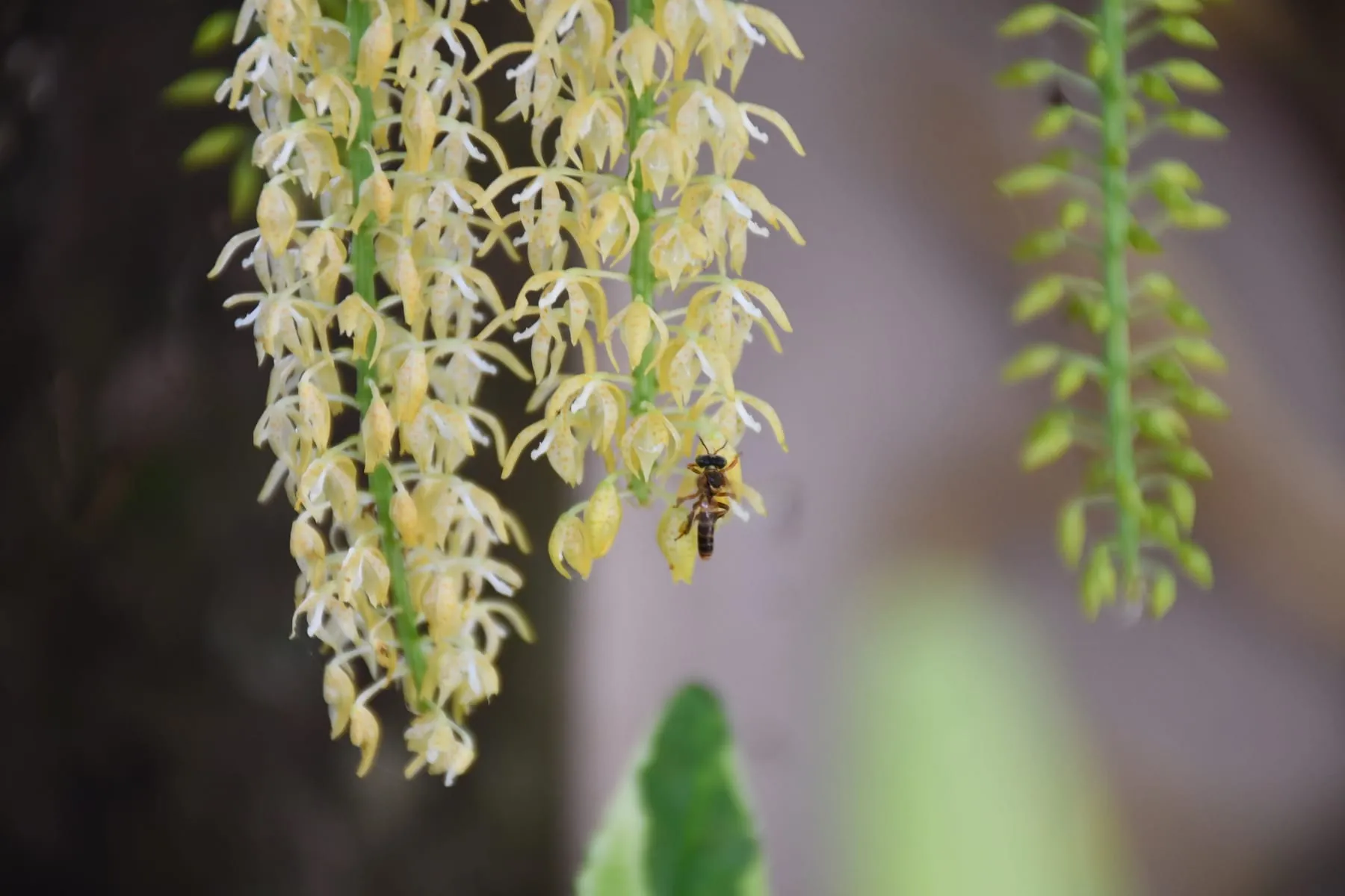 Borá visitando uma inflorescência pendente de flores brancas