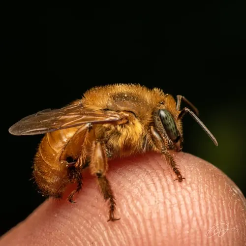Bugia sobre madeira cortada de casca avermelhada