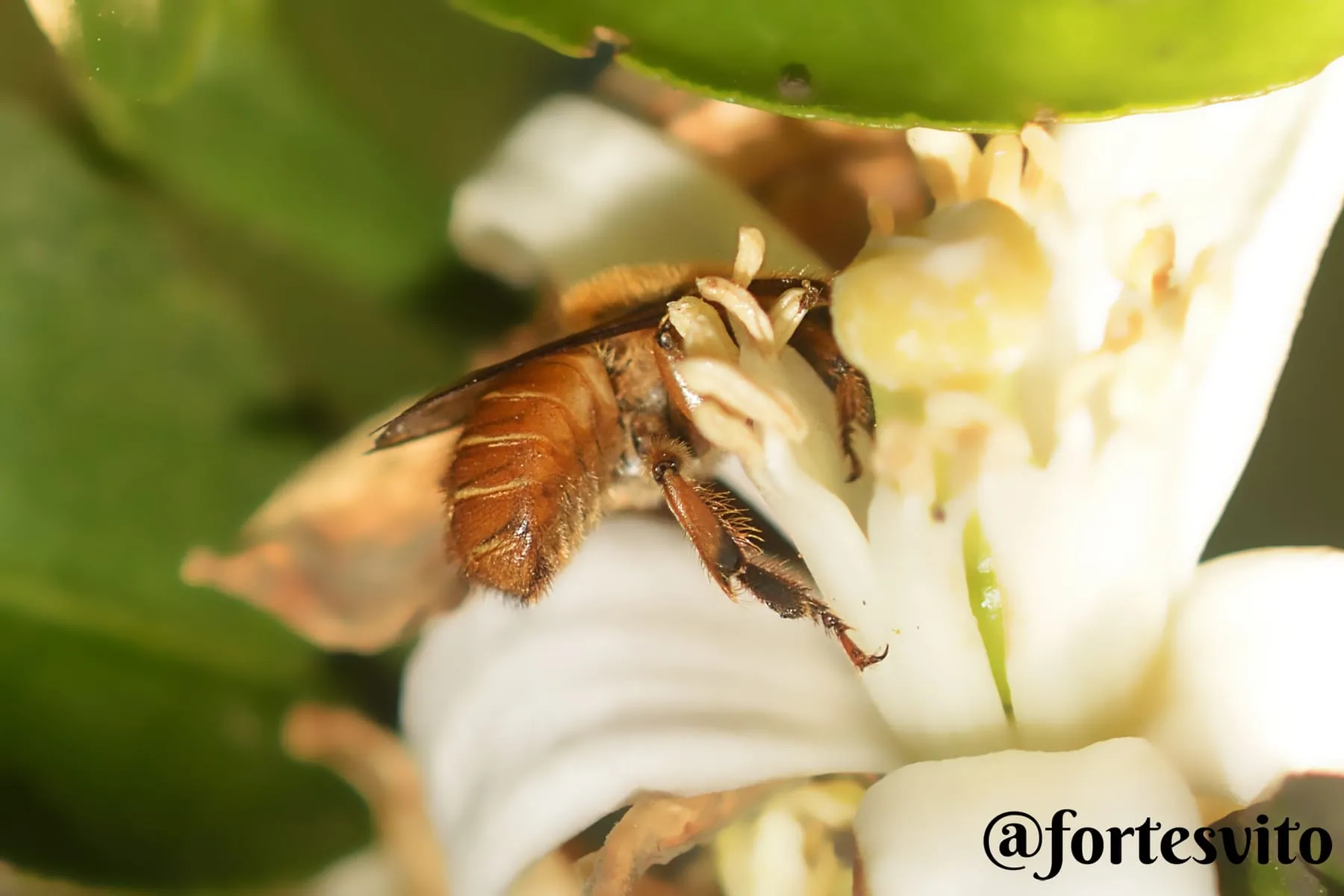 Bugia coletando em uma flor branca