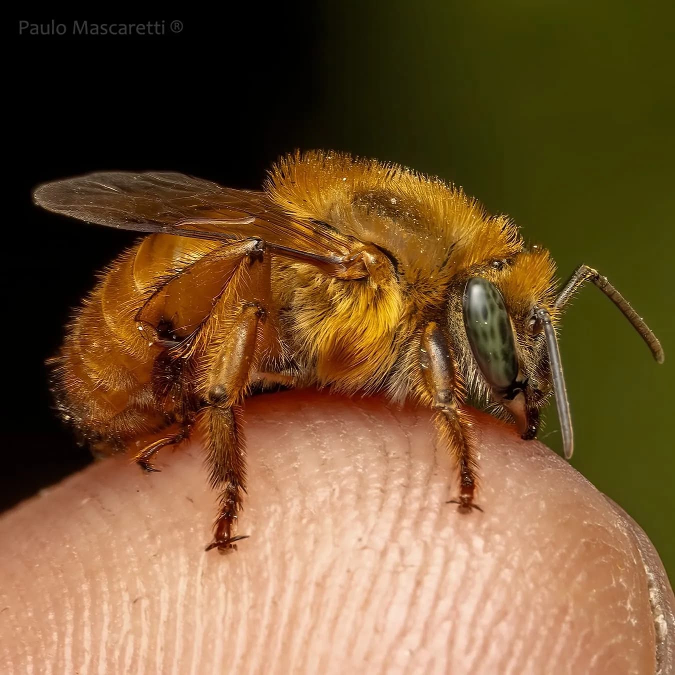 Bugia de pelagem dourada pousada na ponta de um dedo