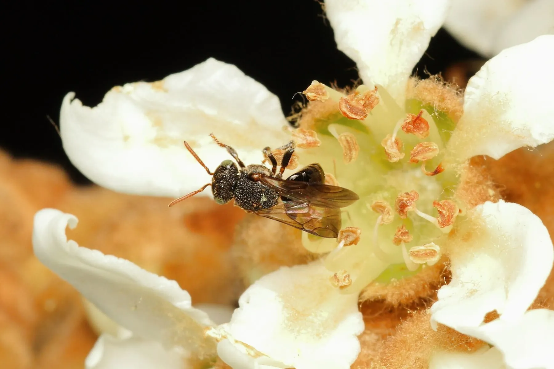 Iraí coletando pólen em uma flor branca de nêspera