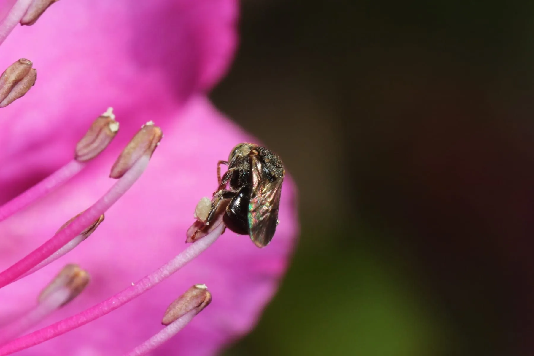 Iraí pousada sobre os estames de uma flor rosa