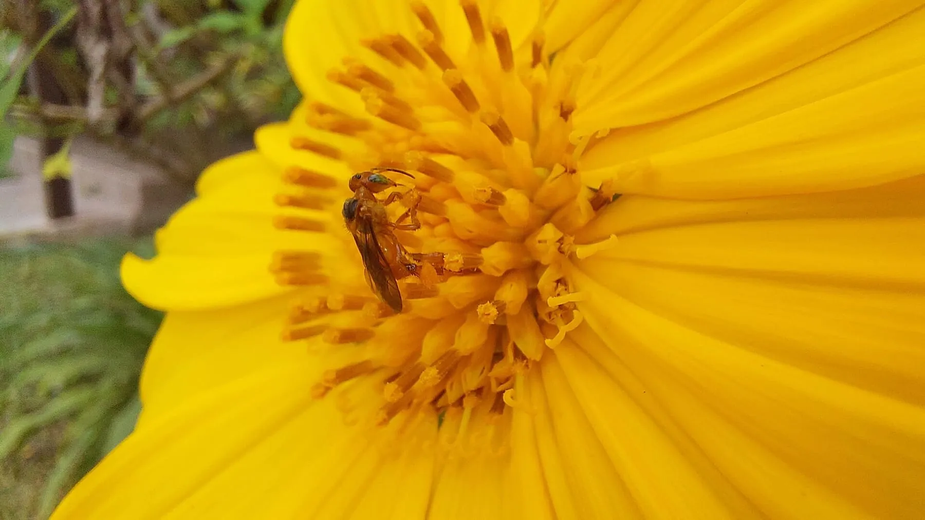 Jataí coletando néctar e pólen no centro de uma flor amarela