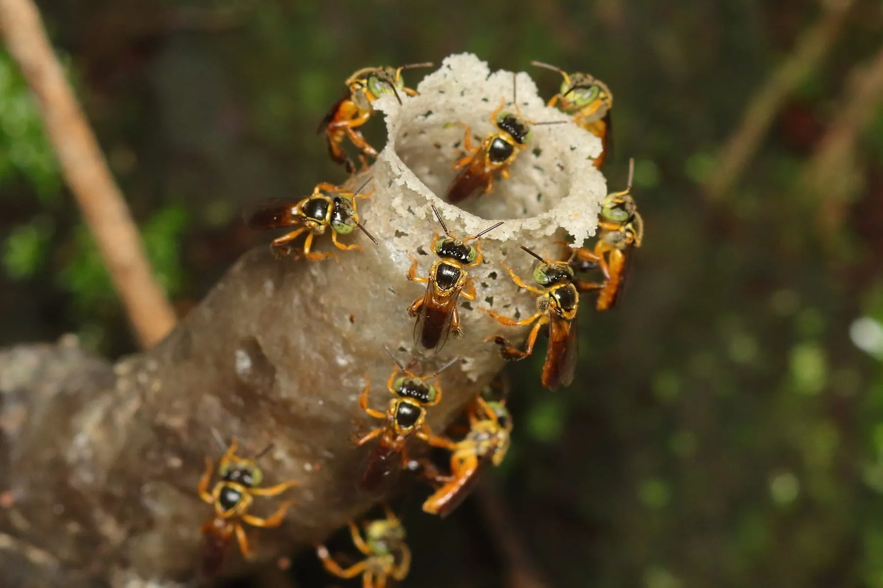 Tubo de entrada de cerume da jataí com operárias entrando e saindo