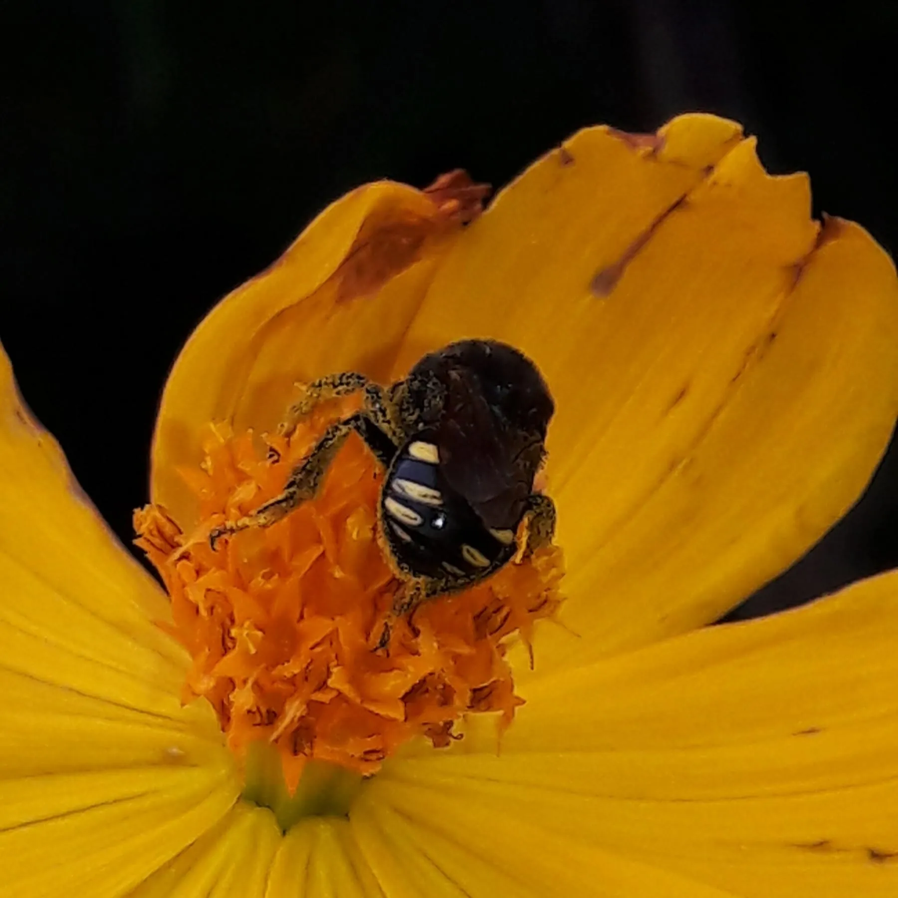 Mandaçaia no centro de uma flor laranja de cosmos