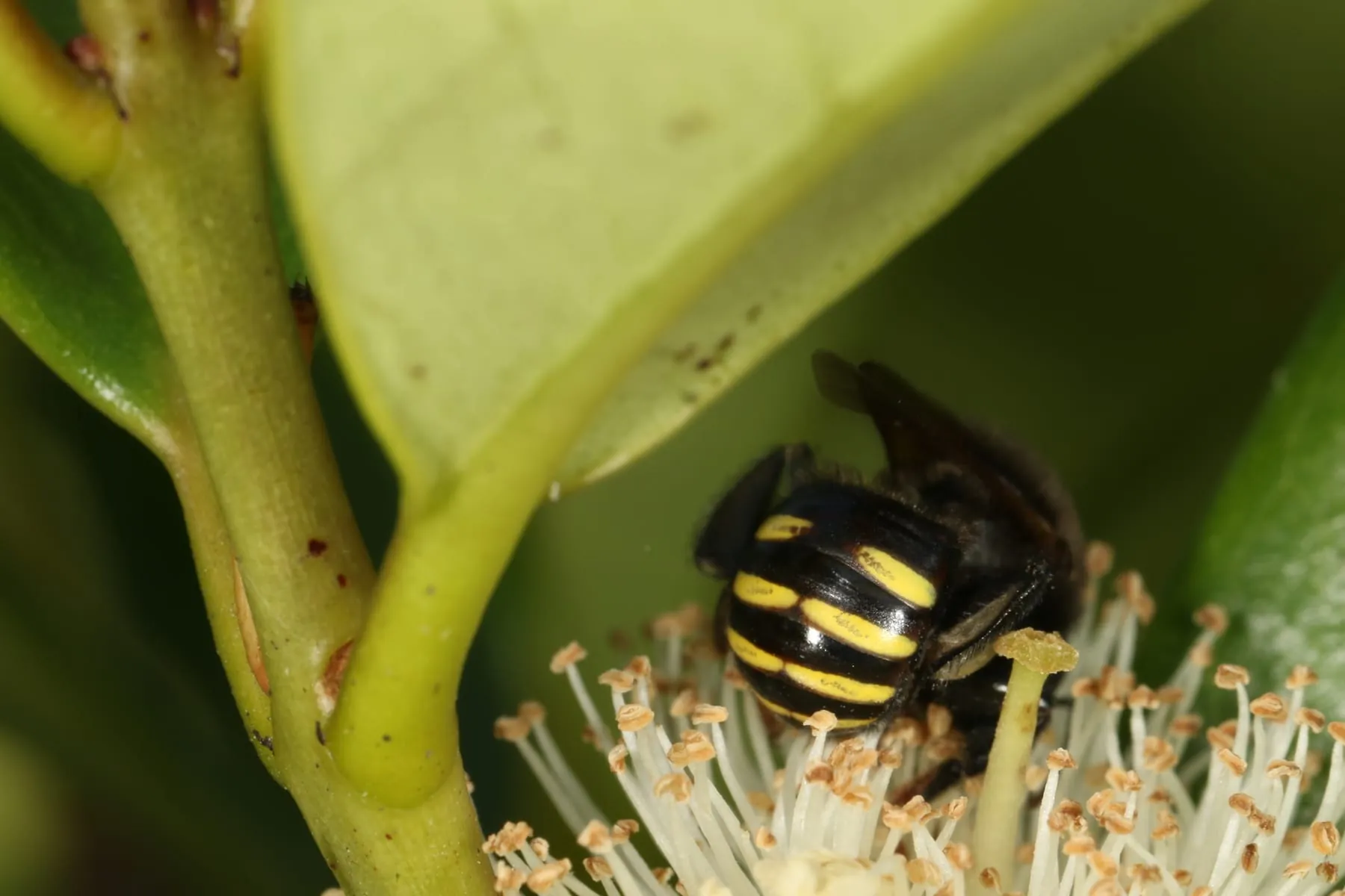 Mandaçaia coletando pólen em uma flor branca